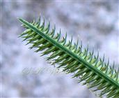  Spike showing 2 rows of spikelets and  apex with rachis extension